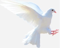 white dove