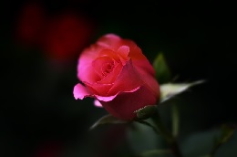 single rose